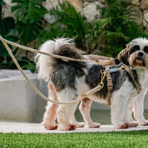 Correa paseador doble